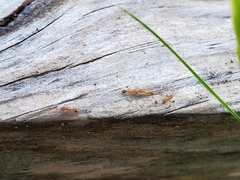 Tetramorium bicarinatum