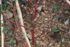 Amaranthus fimbriatus