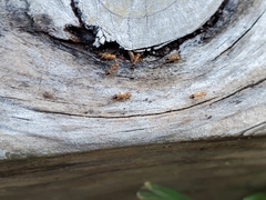 Tetramorium bicarinatum
