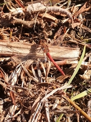 Sympetrum meridionale
