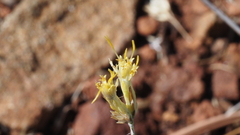Ericameria nauseosa bernardina