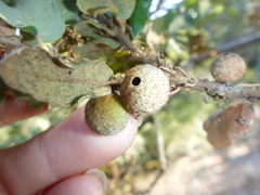 Burnettweldia washingtonensis