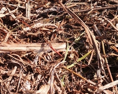 Sympetrum meridionale