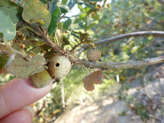 Burnettweldia washingtonensis