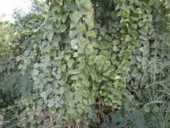 Cissus rotundifolia