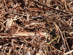 Sympetrum meridionale