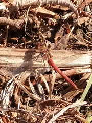 Sympetrum meridionale