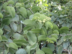 Cissus rotundifolia