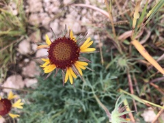 Gaillardia