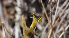 Ericameria nauseosa bernardina