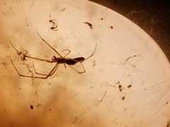 Tetragnatha laboriosa