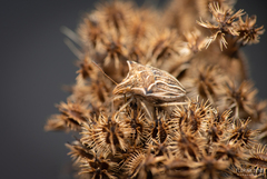 Ancyrosoma leucogrammes