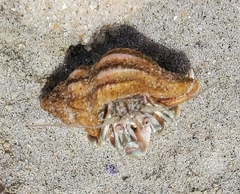 Pagurus longicarpus