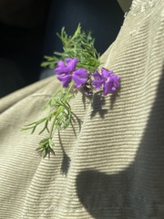 Verbena pulchella