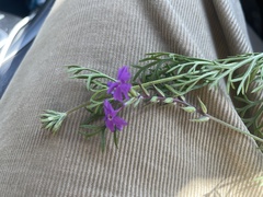 Verbena pulchella
