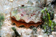 Mirapecten