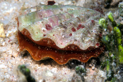 Mirapecten