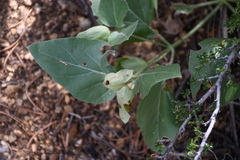 Mirabilis multiflora