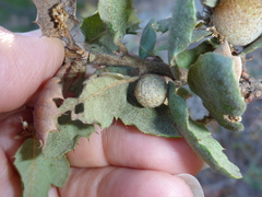 Burnettweldia washingtonensis