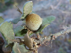 Burnettweldia washingtonensis