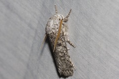 Cryptophasa irrorata