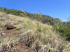 Eragrostis variabilis