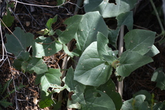 Mirabilis multiflora
