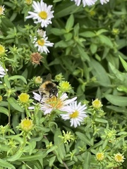 Bombus pascuorum