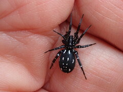 Nyssus albopunctatus