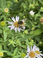 Bombus pascuorum