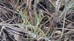 Ericameria nauseosa bernardina