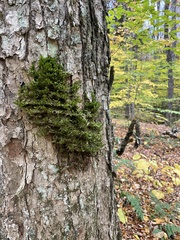 Porella platyphylla