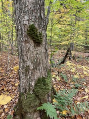 Porella platyphylla
