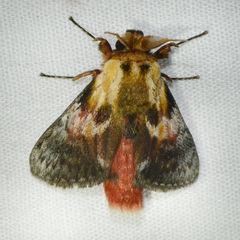 Image of Aidos perfusa