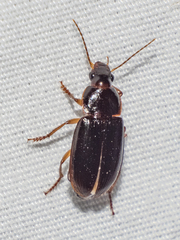 Notiobia terminata