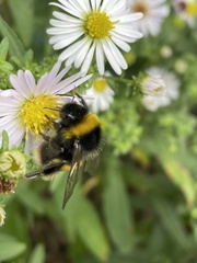 Bombus terrestris