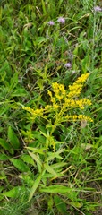 Solidago juncea