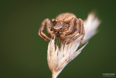 Xysticus