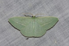 Chlorocoma stereota