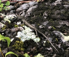 Cryptoblepharus eximius