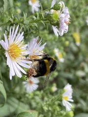 Bombus terrestris