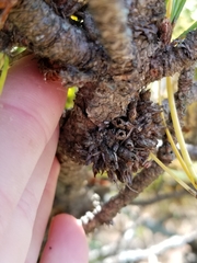 Trisetacus gemmavitians