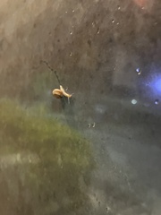 Bradybaena similaris