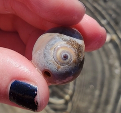 Neverita duplicata