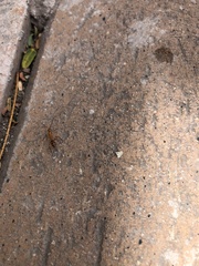 Camponotus conspicuus