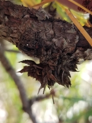 Trisetacus gemmavitians