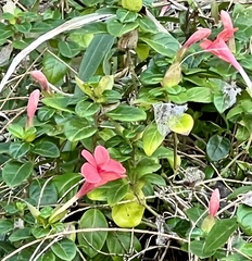 Barleria repens