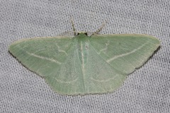 Chlorocoma stereota