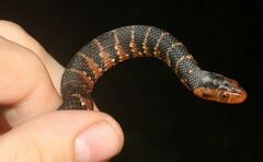 Nerodia fasciata pictiventris