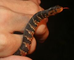 Nerodia fasciata pictiventris